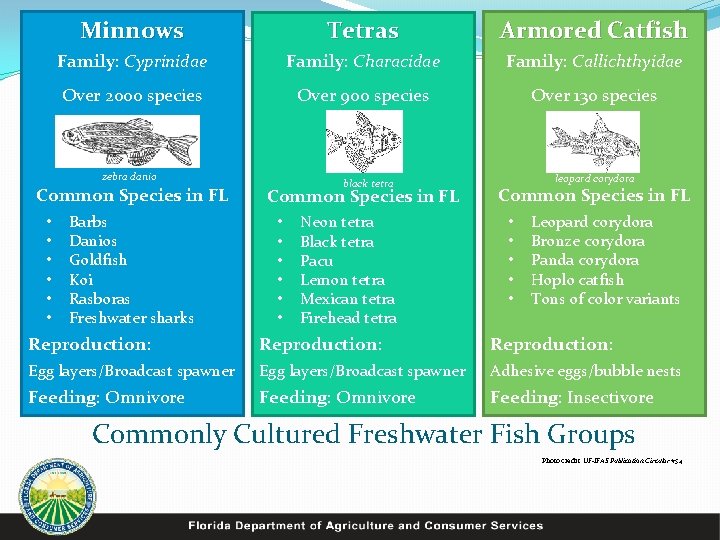 Minnows Tetras Armored Catfish Family: Cyprinidae Family: Characidae Family: Callichthyidae Over 2000 species Over