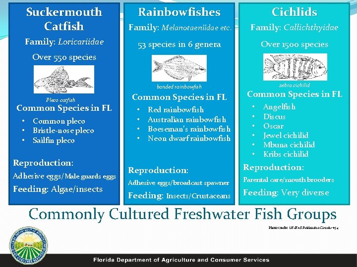 Suckermouth Catfish Rainbowfishes Cichlids Family: Melanotaeniidae etc. Family: Callichthyidae Family: Loricariidae 53 species in