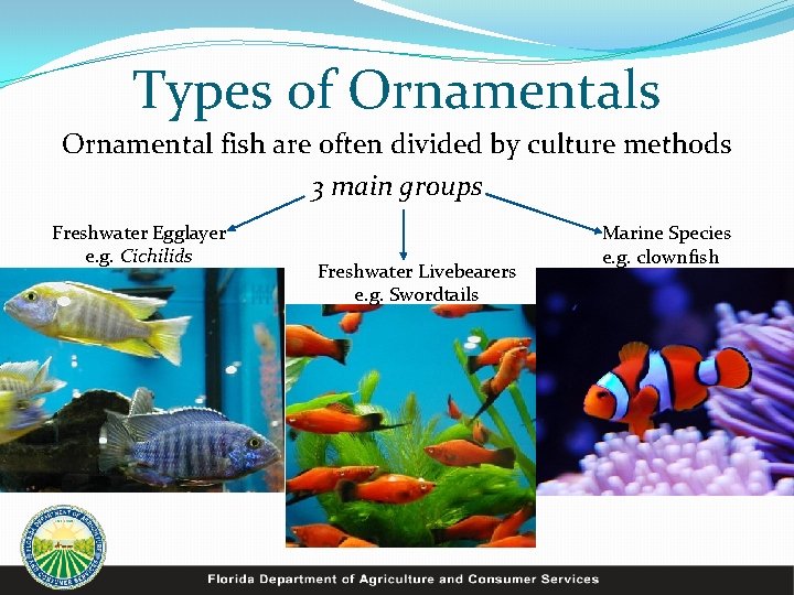 Types of Ornamentals Ornamental fish are often divided by culture methods 3 main groups