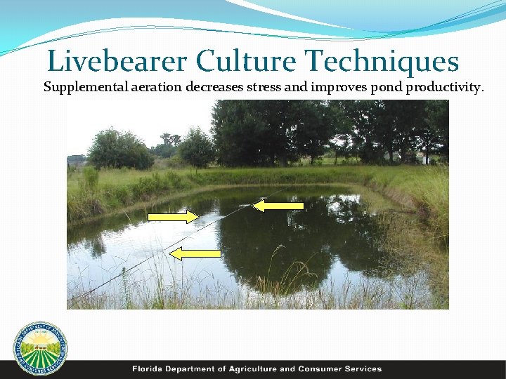 Livebearer Culture Techniques Supplemental aeration decreases stress and improves pond productivity. 