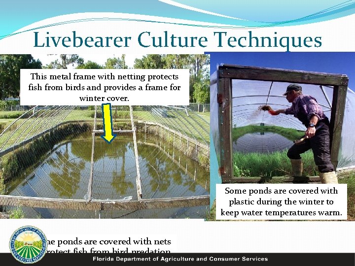 Livebearer Culture Techniques This metal frame Mine! with netting protects fish from birds and