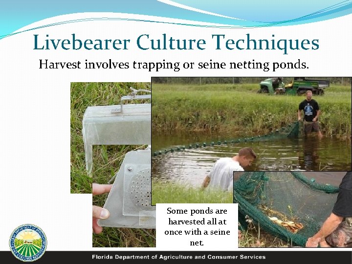 Livebearer Culture Techniques Harvest involves trapping or seine netting ponds. Fish enter trap through