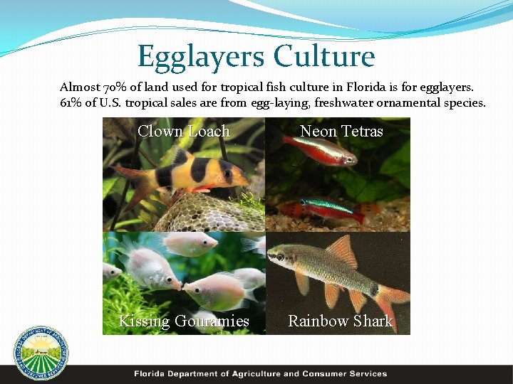 Egglayers Culture Almost 70% of land used for tropical fish culture in Florida is