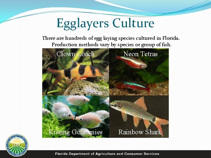 Egglayers Culture There are hundreds of egg laying species cultured in Florida. Production methods