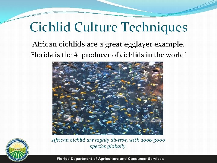 Cichlid Culture Techniques African cichlids are a great egglayer example. Florida is the #1