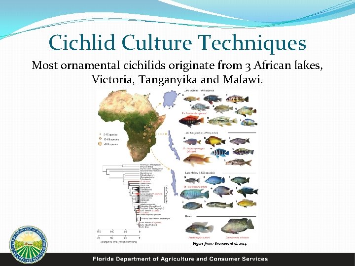 Cichlid Culture Techniques Most ornamental cichilids originate from 3 African lakes, Victoria, Tanganyika and