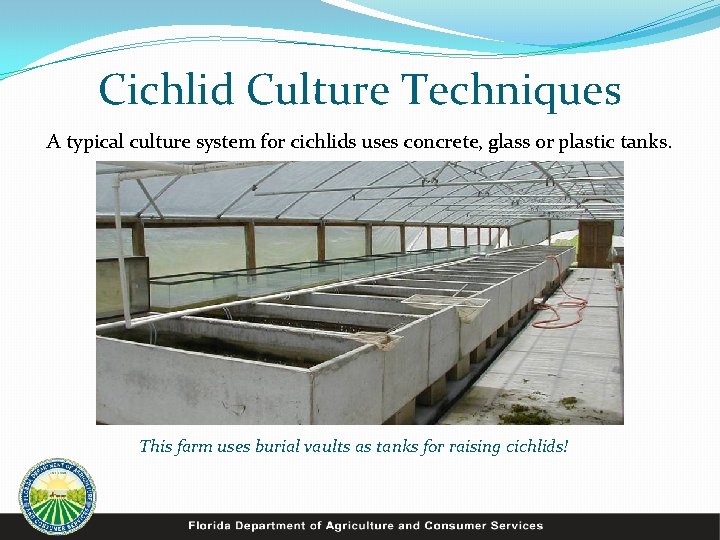 Cichlid Culture Techniques A typical culture system for cichlids uses concrete, glass or plastic