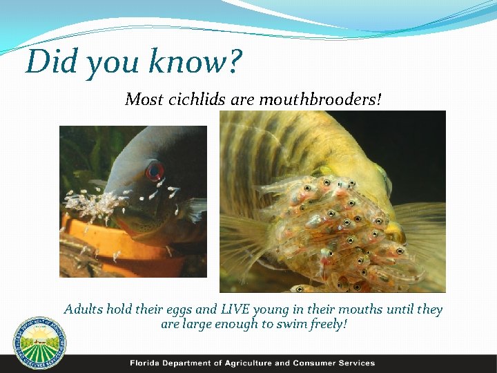 Did you know? Most cichlids are mouthbrooders! Adults hold their eggs and LIVE young