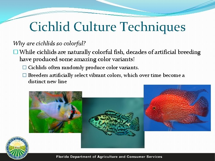 Cichlid Culture Techniques Why are cichlids so colorful? � While cichlids are naturally colorful