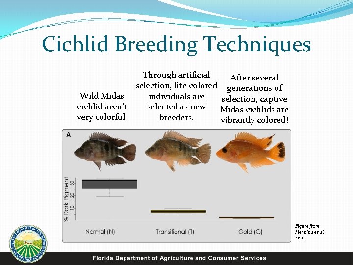 Cichlid Breeding Techniques Through artificial After several selection, lite colored generations of Wild Midas