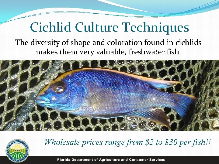 Cichlid Culture Techniques The diversity of shape and coloration found in cichlids makes them