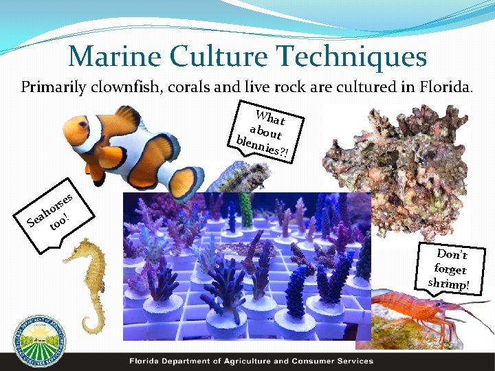 Marine Culture Techniques Primarily clownfish, corals and live rock are cultured in Florida. Wha