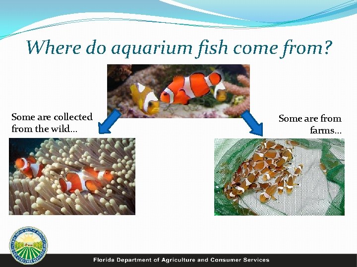 Where do aquarium fish come from? Some are collected from the wild… Some are