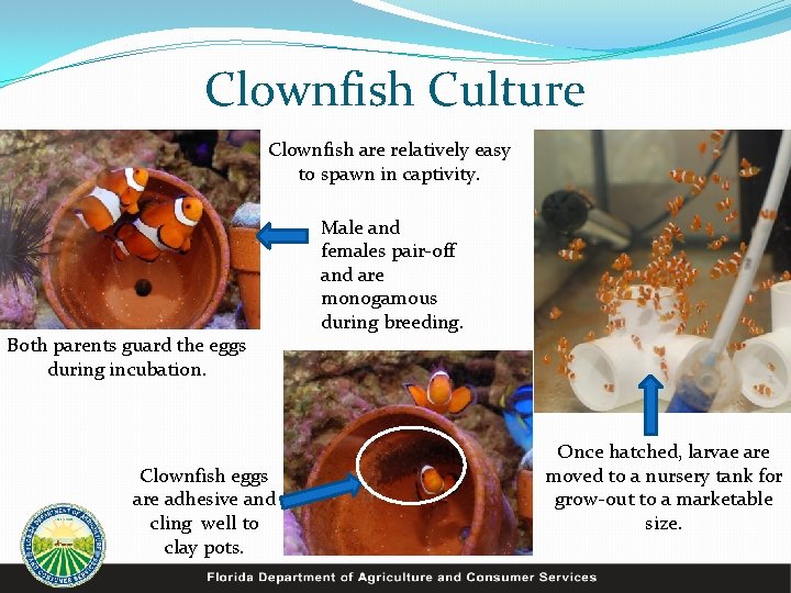 Clownfish Culture Clownfish are relatively easy to spawn in captivity. Both parents guard the