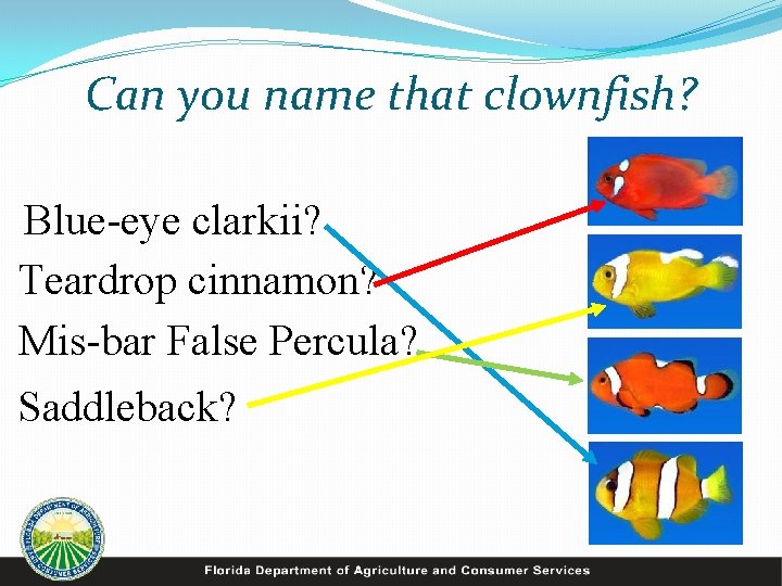 Can you name that clownfish? Blue-eye clarkii? Teardrop cinnamon? Mis-bar False Percula? Saddleback? 