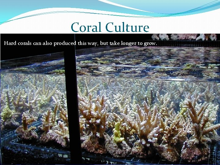 Coral Culture �Many saltwater aquarium stores produce their own corals. �Small pieces from a