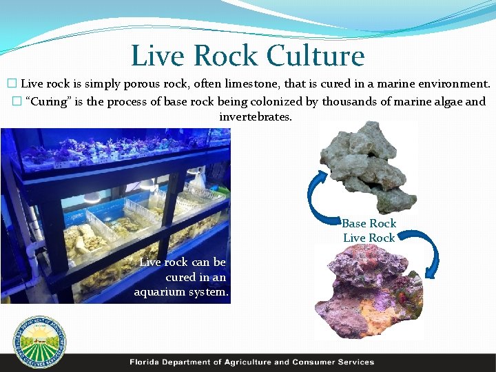Live Rock Culture � Live rock is simply porous rock, often limestone, that is