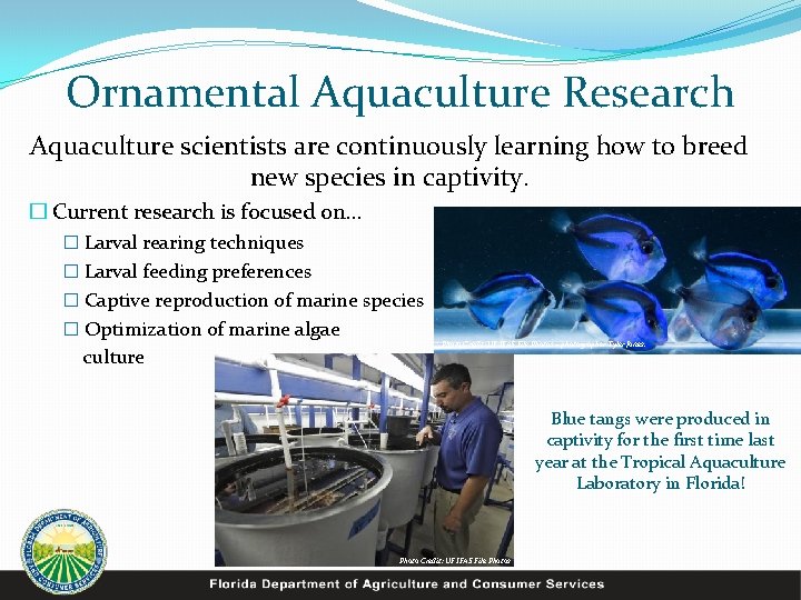 Ornamental Aquaculture Research Aquaculture scientists are continuously learning how to breed new species in