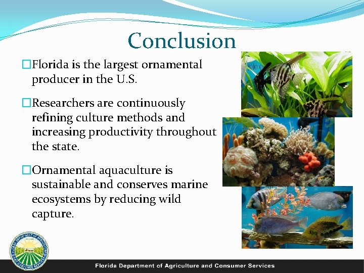 Conclusion �Florida is the largest ornamental producer in the U. S. �Researchers are continuously