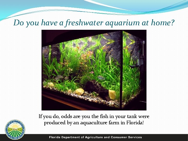 Do you have a freshwater aquarium at home? If you do, odds are you