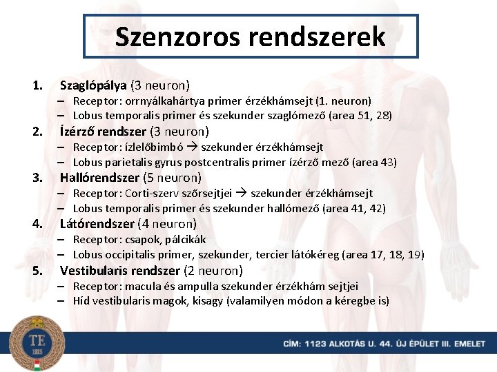 Szenzoros rendszerek 1. 2. 3. 4. 5. Szaglópálya (3 neuron) – Receptor: orrnyálkahártya primer