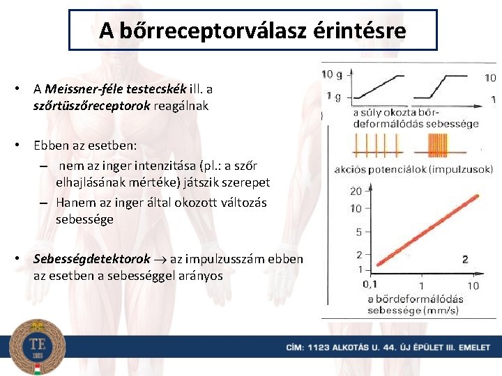 A bőrreceptorválasz érintésre • A Meissner-féle testecskék ill. a szőrtüszőreceptorok reagálnak • Ebben az