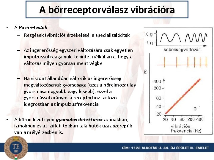 A bőrreceptorválasz vibrációra • A Pacini-testek – Rezgések (vibráció) érzékelésére specializálódtak – Az ingererősség