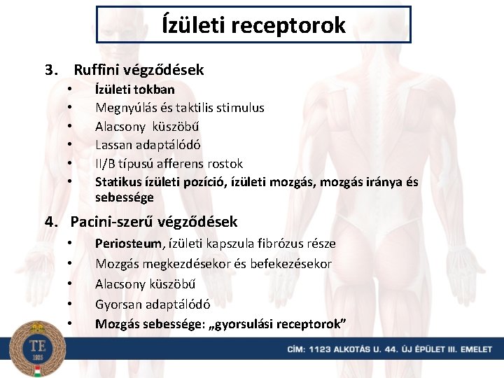 Ízületi receptorok 3. Ruffini végződések • • • Ízületi tokban Megnyúlás és taktilis stimulus