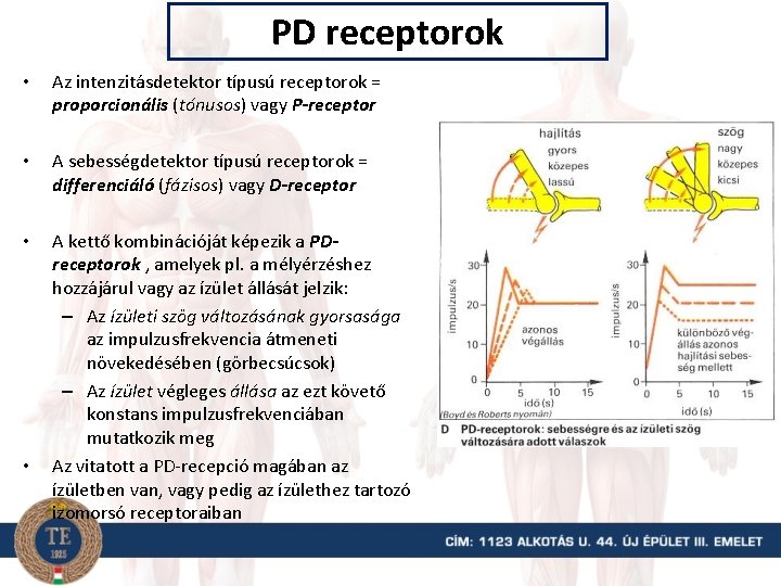 PD receptorok • Az intenzitásdetektor típusú receptorok = proporcionális (tónusos) vagy P-receptor • A