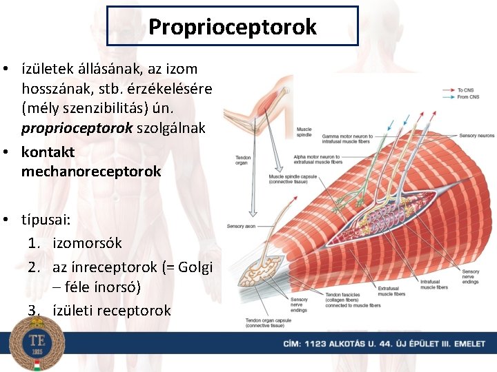 Proprioceptorok • ízületek állásának, az izom hosszának, stb. érzékelésére (mély szenzibilitás) ún. proprioceptorok szolgálnak