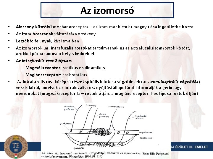 Az izomorsó • • • Alacsony küszöbű mechanoreceptor – az izom már kisfokú megnyúlása