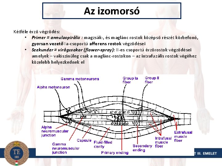 Az izomorsó Kétféle érző végződés: • Primer = annulospirális : magzsák-, és maglánc rostok