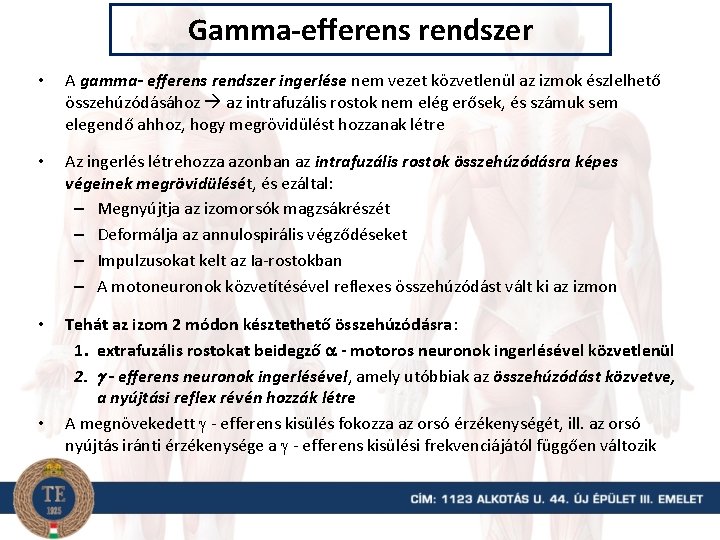 Gamma-efferens rendszer • A gamma- efferens rendszer ingerlése nem vezet közvetlenül az izmok észlelhető