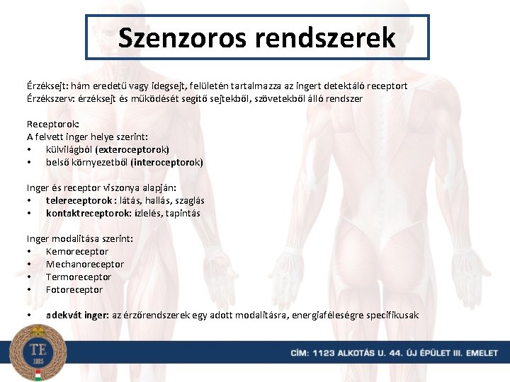 Szenzoros rendszerek Érzéksejt: hám eredetű vagy idegsejt, felületén tartalmazza az ingert detektáló receptort Érzékszerv: