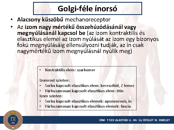 Golgi-féle ínorsó • Alacsony küszöbű mechanoreceptor • Az izom nagy mértékű összehúzódásánál vagy megnyúlásánál