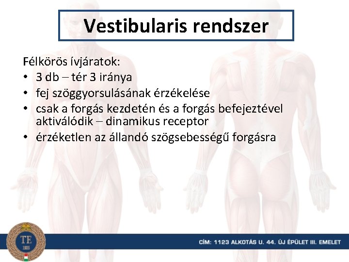 Vestibularis rendszer Félkörös ívjáratok: • 3 db – tér 3 iránya • fej szöggyorsulásának