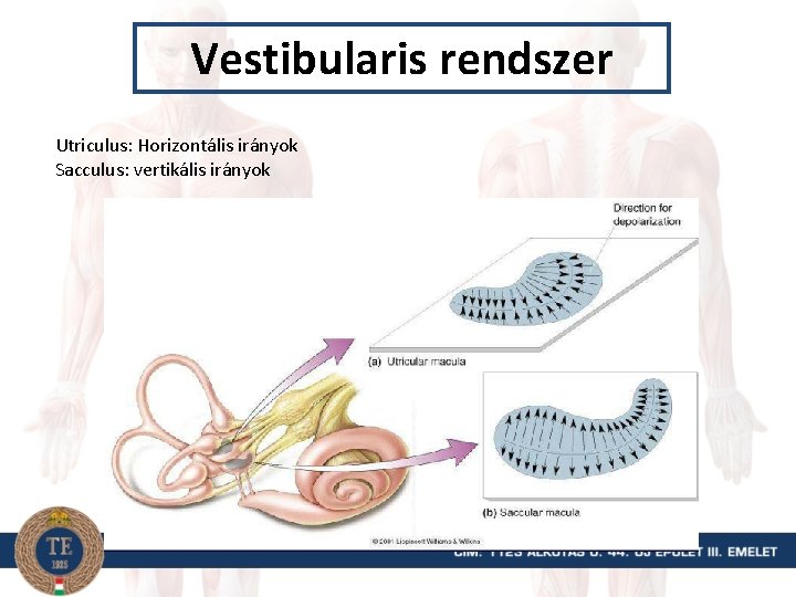 Vestibularis rendszer Utriculus: Horizontális irányok Sacculus: vertikális irányok 