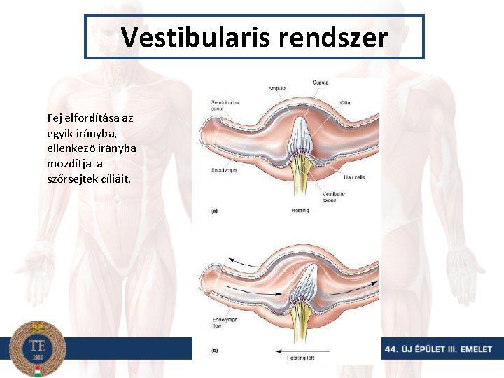 Vestibularis rendszer Fej elfordítása az egyik irányba, ellenkező irányba mozdítja a szőrsejtek cíliáit. 