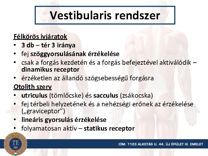 Vestibularis rendszer Félkörös ívjáratok • 3 db – tér 3 iránya • fej szöggyorsulásának