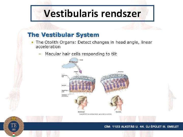 Vestibularis rendszer 