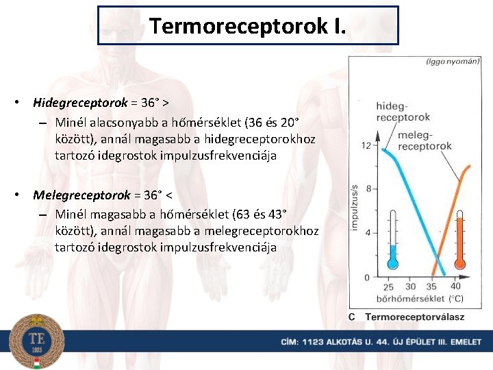 Termoreceptorok I. • Hidegreceptorok = 36° > – Minél alacsonyabb a hőmérséklet (36 és