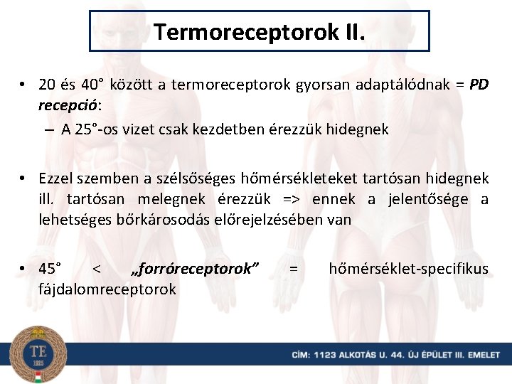 Termoreceptorok II. • 20 és 40° között a termoreceptorok gyorsan adaptálódnak = PD recepció:
