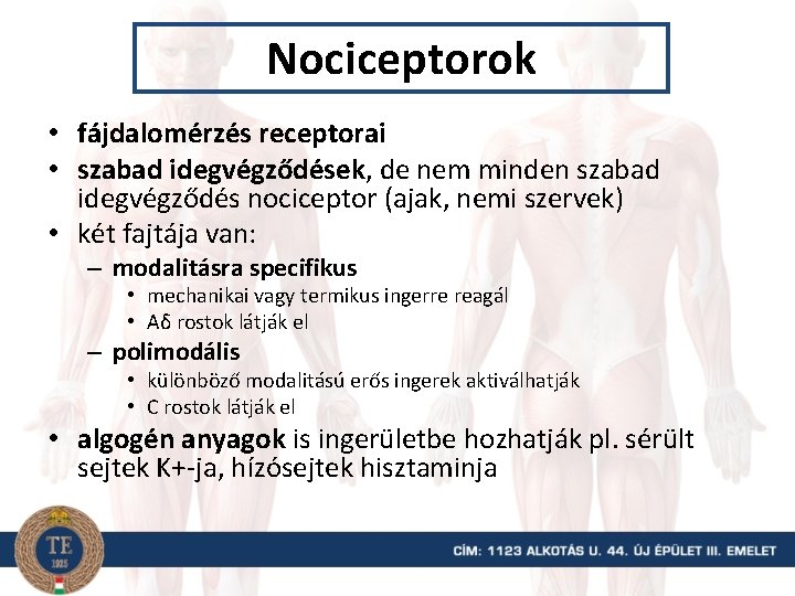 Nociceptorok • fájdalomérzés receptorai • szabad idegvégződések, de nem minden szabad idegvégződés nociceptor (ajak,