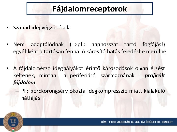 Fájdalomreceptorok • Szabad idegvégződések • Nem adaptálódnak (=>pl. : naphosszat tartó fogfájás!) egyébként a