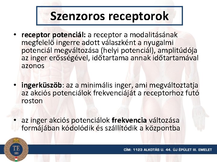 Szenzoros receptorok • receptor potenciál: a receptor a modalitásának megfelelő ingerre adott válaszként a