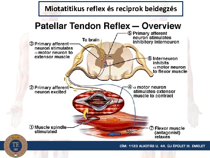 Miotatitikus reflex és reciprok beidegzés 