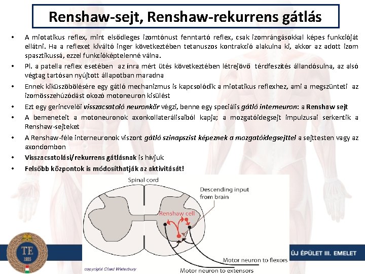 Renshaw-sejt, Renshaw-rekurrens gátlás • • A miotatikus reflex, mint elsődleges izomtónust fenntartó reflex, csak