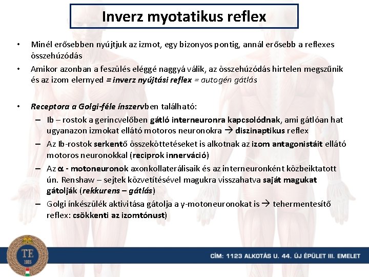 Inverz myotatikus reflex • • • Minél erősebben nyújtjuk az izmot, egy bizonyos pontig,