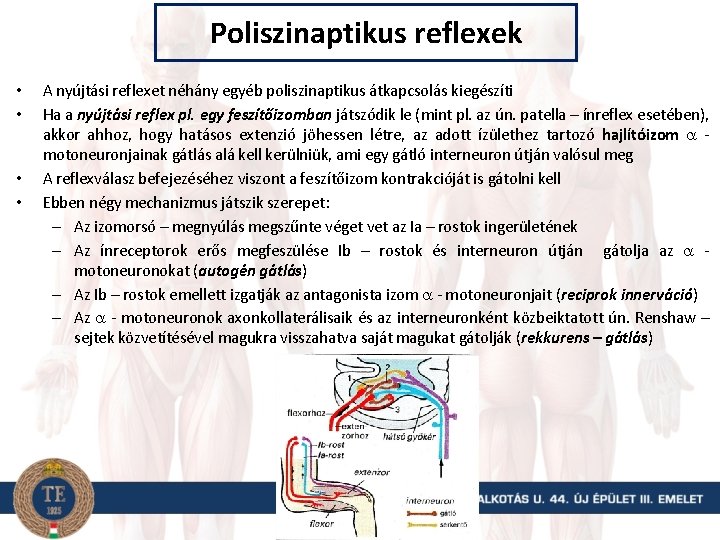 Poliszinaptikus reflexek • • A nyújtási reflexet néhány egyéb poliszinaptikus átkapcsolás kiegészíti Ha a