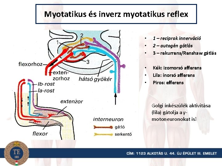 Myotatikus és inverz myotatikus reflex • • • 1 – reciprok innerváció 2 –